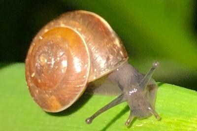 <i>Hygromia cinctella</i>