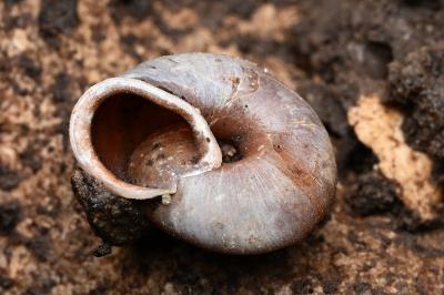 <i>Corneola squamatina</i>