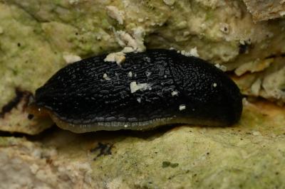 <i>Arion hortensis</i>