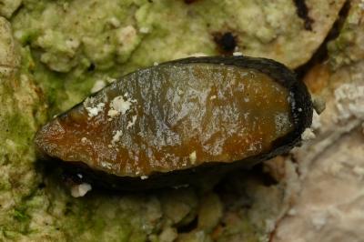 <i>Arion hortensis</i>