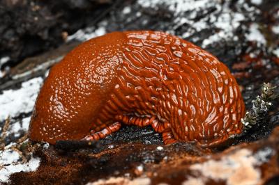<i>Arion rufus/vulgaris</i>