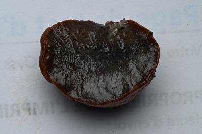 <i>Arion rufus/vulgaris</i>