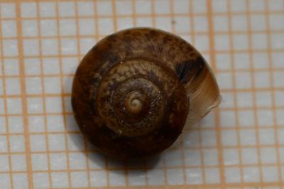 <i>Hygromia cinctella</i>