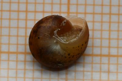 <i>Hygromia cinctella</i>