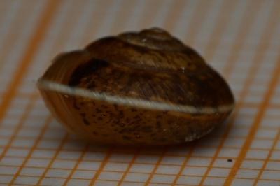 <i>Hygromia cinctella</i>