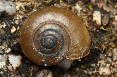 <i>Oxychilus draparnaudi</i>