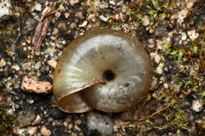 <i>Oxychilus draparnaudi</i>
