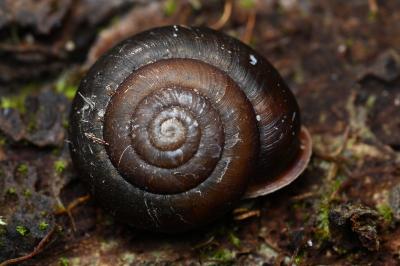 <i>Corneola squamatina</i>