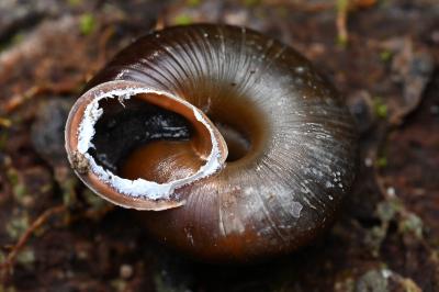 <i>Corneola squamatina</i>