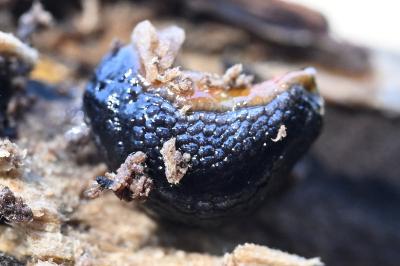 <i>Arion hortensis</i>