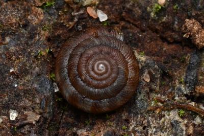<i>Gonyodiscus rotundatus</i>