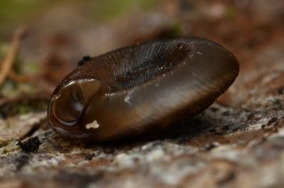 <i>Gonyodiscus rotundatus</i>