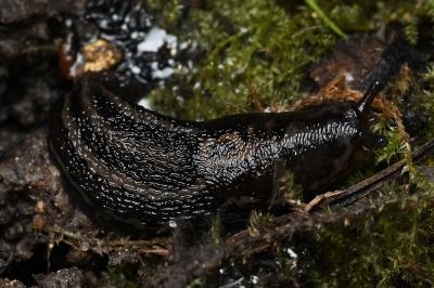 <i>Limax maximus</i>