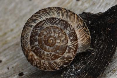 <i>Xeroplexa intersecta</i>