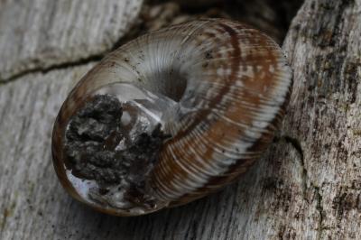 <i>Xeroplexa intersecta</i>