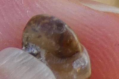 <i>Helicigona lapicida</i>