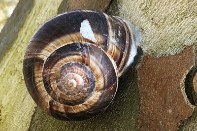 <i>Helix lucorum</i>