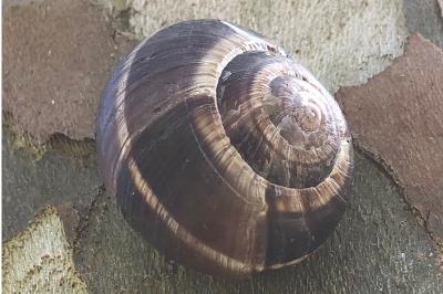 <i>Helix lucorum</i>