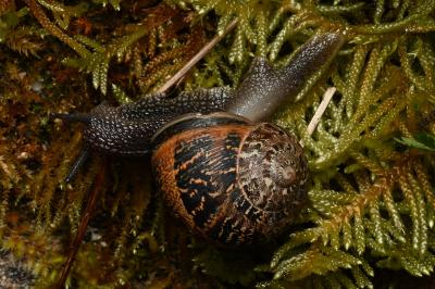 <i>Cornu aspersum</i>