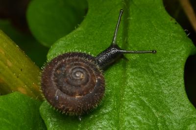 <i>Trochulus hispidus</i>