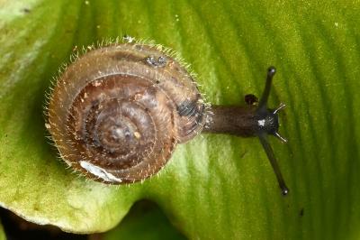 <i>Trochulus hispidus</i>