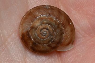 <i>Helicigona lapicida</i>