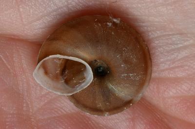 <i>Helicigona lapicida</i>