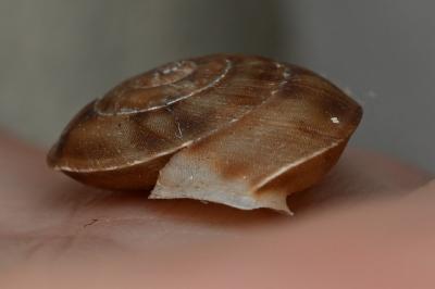 <i>Helicigona lapicida</i>