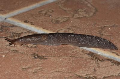 <i>Limax cinereoniger</i>