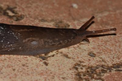 <i>Limax cinereoniger</i>