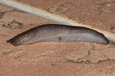 <i>Limax cinereoniger</i>