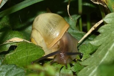 <i>Cepaea nemoralis</i>