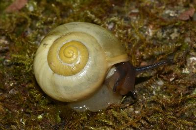 <i>Cepaea nemoralis</i>