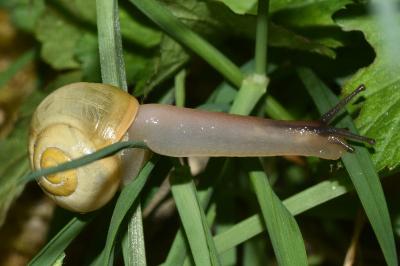 <i>Cepaea nemoralis</i>