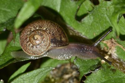 <i>Cornu aspersum</i>