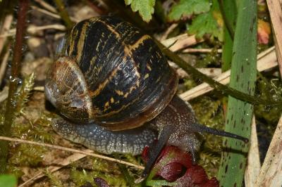 <i>Cornu aspersum</i>