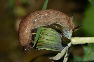 <i>Deroceras reticulatum</i>