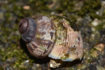 <i>Pomatias elegans</i>