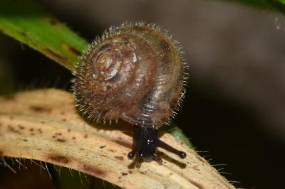 <i>Trochulus hispidus</i>
