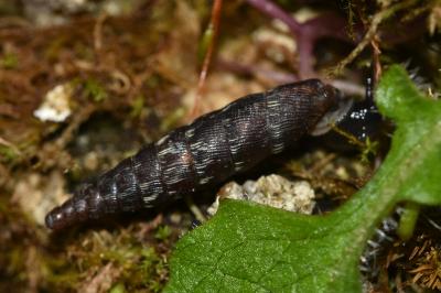 <i>Clausilia bidentata</i>