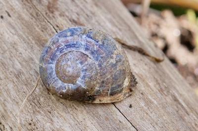 <i>Cornu aspersum</i>
