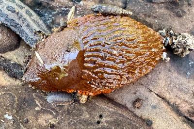 <i>Arion rufus/vulgaris</i>
