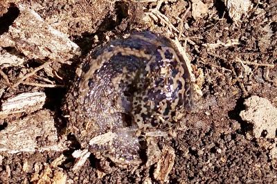 <i>Limax maximus</i>
