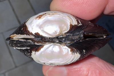<i>Potomida littoralis</i>