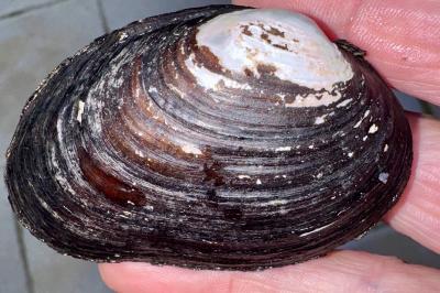 <i>Potomida littoralis</i>