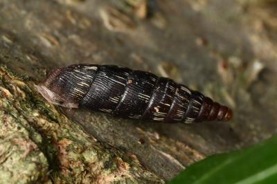 <i>Clausilia bidentata</i>