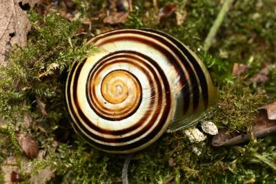 <i>Cepaea hortensis</i>
