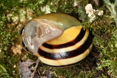 <i>Cepaea hortensis</i>