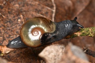 <i>Semilimax pyrenaicus</i>