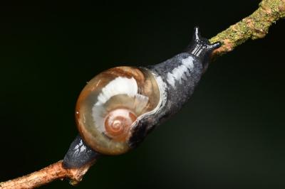 <i>Semilimax pyrenaicus</i>